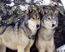 two grey wolves posing for camera.jpg